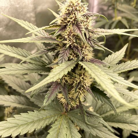 Purple Punch 🥊 2 - #1 - 42 Fast Buds growlog timeline photo