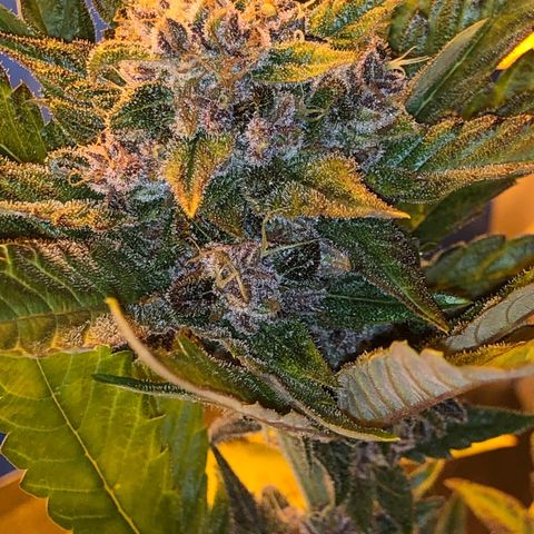 Blackberry - #1 - 42 Fast Buds growlog timeline photo