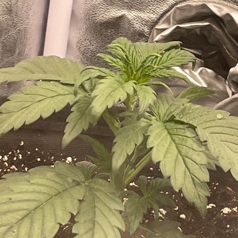 Purple Punch 🥊 2 - #1 - 42 Fast Buds growlog timeline photo