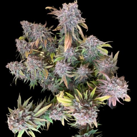 2021.05.17 Purple Queen - #2 - RQS growlog timeline photo