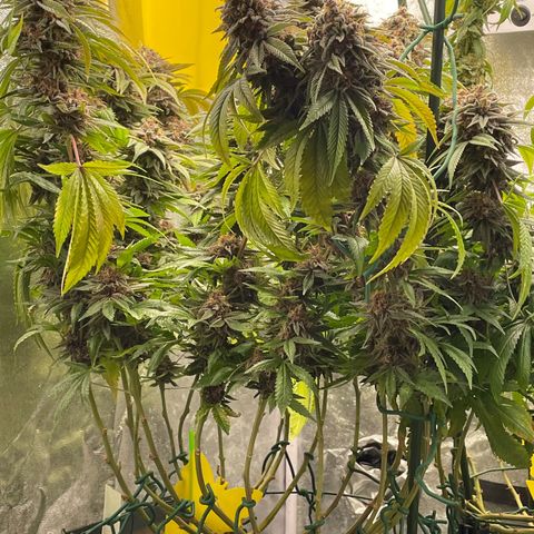 2021.05.17 Purple Queen - #2 - RQS growlog timeline photo