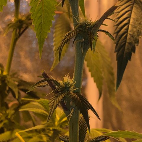2021.05.17 OG Kush - #2 - RQS growlog photo: Avant/après défoliation