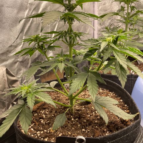 Purple Punch 🥊 2 - #1 - 42 Fast Buds growlog timeline photo