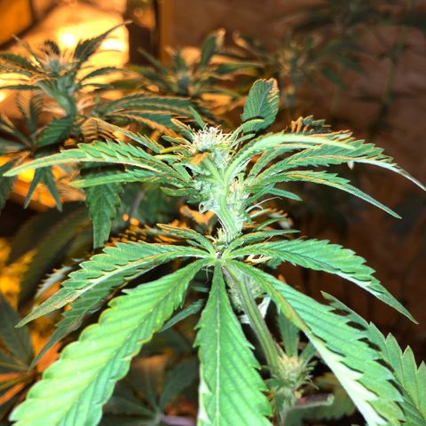 2021.05.17 Purple Queen - #2 - RQS growlog photo: Avant/après défoliation