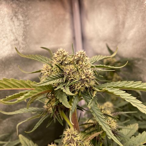 Purple Punch 🥊 1 - #1 - 42 Fast Buds growlog timeline photo