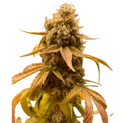 2021.05.17 OG Kush - #2 - RQS growlog timeline photo