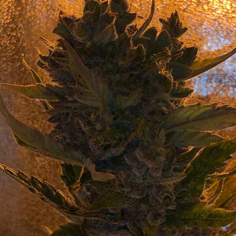 Blackberry - #1 - 42 Fast Buds growlog timeline photo