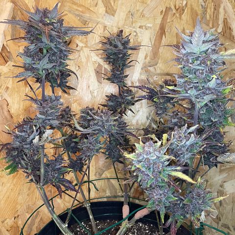 2021.06.02 - Purple Lemonade 🍋 - #1 - 42 Fast Buds growlog timeline photo