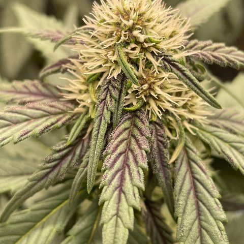 Purple Punch 🥊 2 - #1 - 42 Fast Buds growlog timeline photo