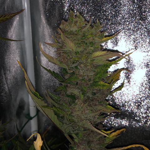 Blackberry - #1 - 42 Fast Buds growlog timeline photo