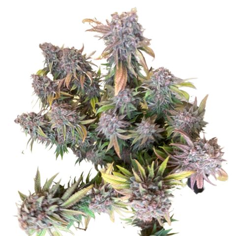 2021.05.17 Purple Queen - #2 - RQS growlog timeline photo