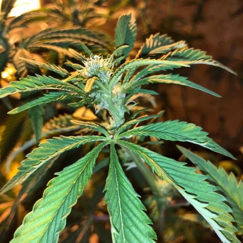 2021.05.17 Purple Queen - #2 - RQS growlog photo: Avant/après défoliation