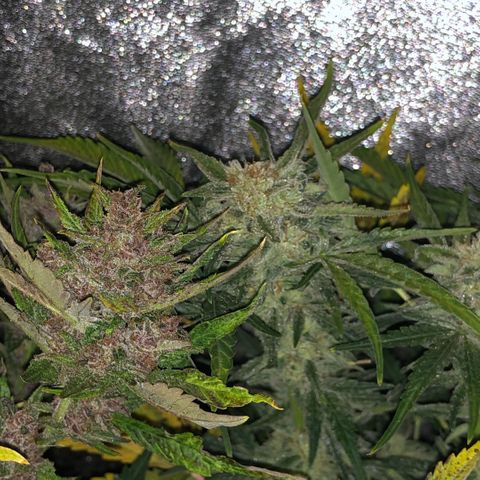 Blackberry - #1 - 42 Fast Buds growlog timeline photo
