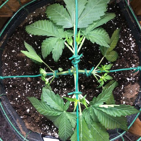 2021.06.02 - Purple Lemonade 🍋 - #1 - 42 Fast Buds growlog timeline photo
