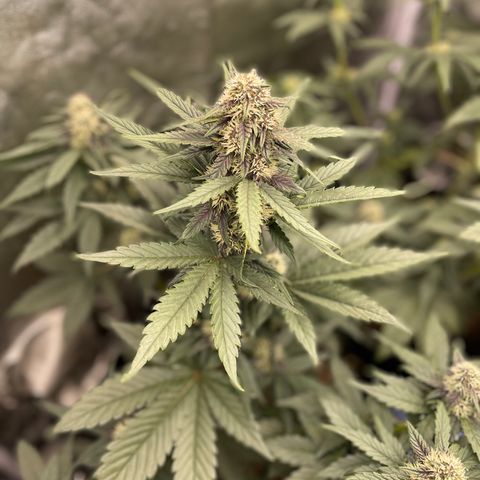 Purple Punch 🥊 2 - #1 - 42 Fast Buds growlog timeline photo