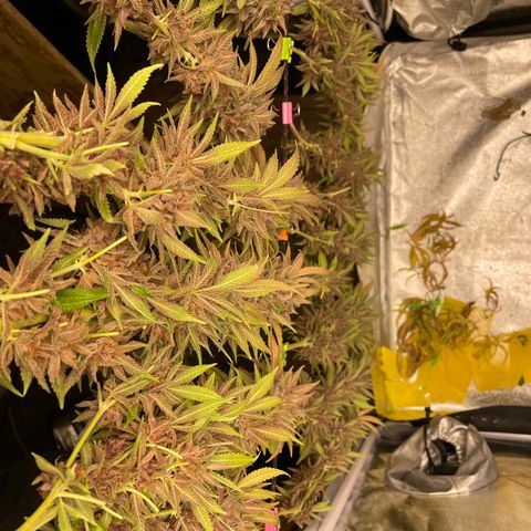 2021.05.17 Purple Queen - #2 - RQS growlog timeline photo