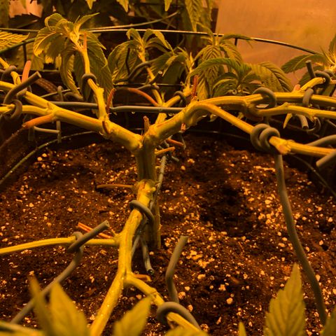 2021.05.17 OG Kush - #2 - RQS growlog photo: Mainlining + defoliation
