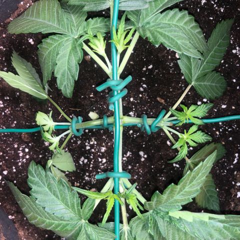 2021.06.02 - Purple Lemonade 🍋 - #1 - 42 Fast Buds growlog timeline photo