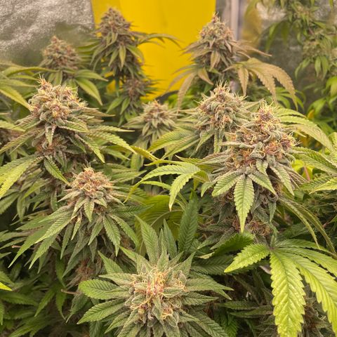 2021.05.17 Purple Queen - #2 - RQS growlog timeline photo