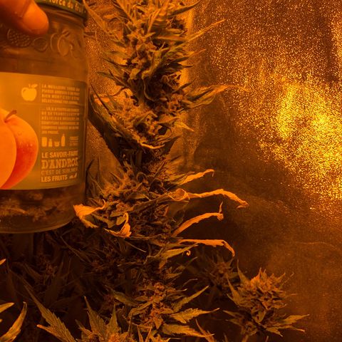 Blackberry - #1 - 42 Fast Buds growlog timeline photo