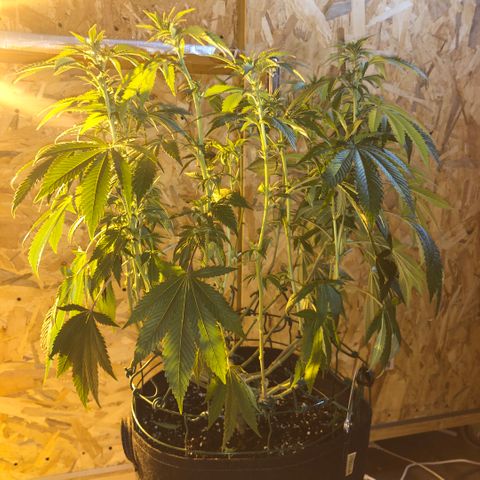 2021.05.17 Purple Queen - #2 - RQS growlog photo: Avant/après défoliation