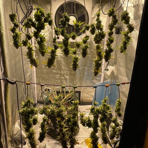 2021.05.17 OG Kush - #2 - RQS growlog timeline photo