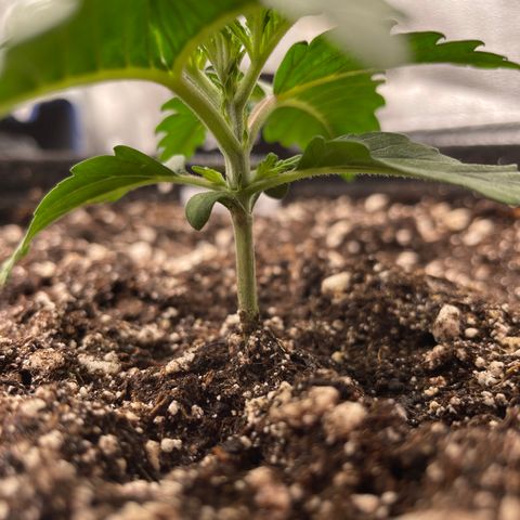 Mimosa Cake 🍰 4 - #1 - 42 Fast Buds growlog timeline photo