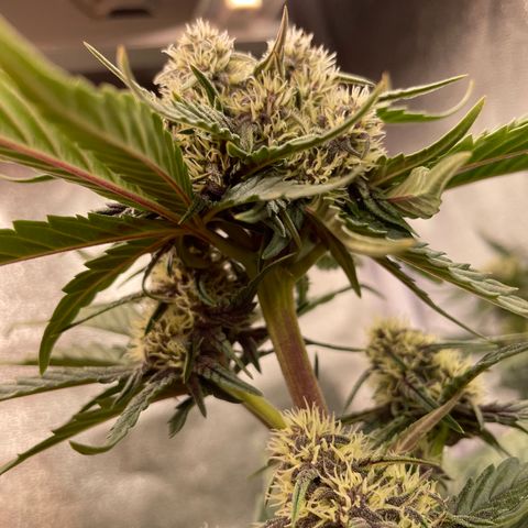 Purple Punch 🥊 1 - #1 - 42 Fast Buds growlog timeline photo