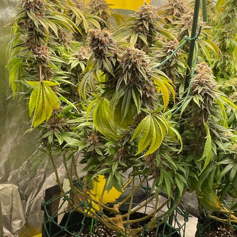 2021.05.17 Purple Queen - #2 - RQS growlog timeline photo