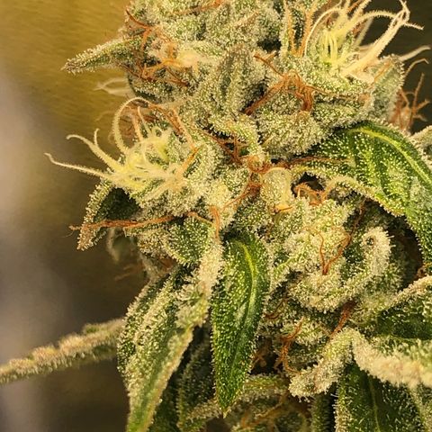 2021.05.17 OG Kush - #2 - RQS growlog timeline photo
