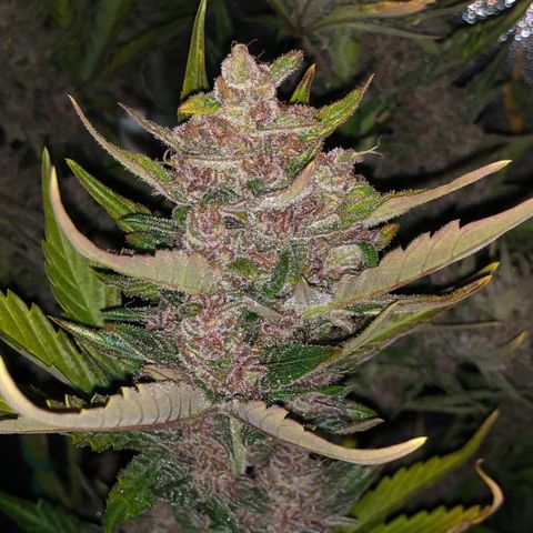 Blackberry - #1 - 42 Fast Buds growlog timeline photo