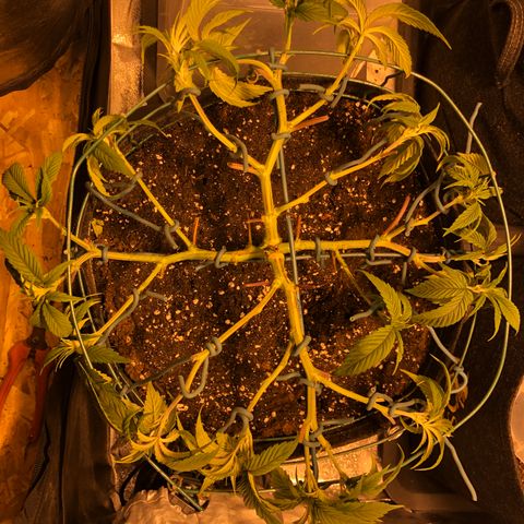 2021.05.17 OG Kush - #2 - RQS growlog photo: Mainlining + defoliation