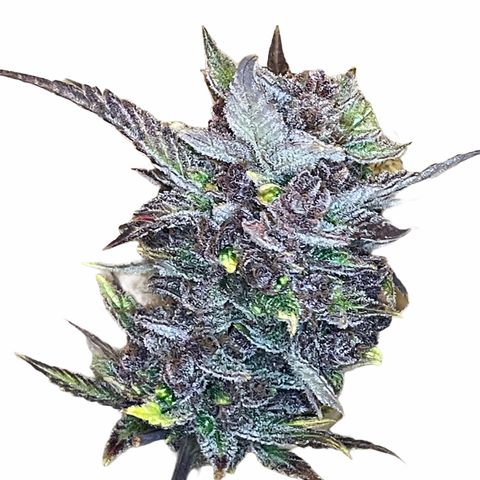 2021.06.02 - Purple Lemonade 🍋 - #1 - 42 Fast Buds growlog timeline photo