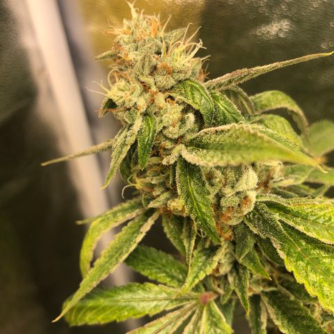2021.05.17 OG Kush - #2 - RQS growlog timeline photo