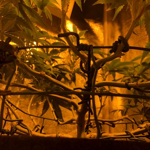 2021.05.17 OG Kush - #2 - RQS growlog timeline photo
