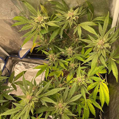 2021.06.02 - Purple Lemonade 🍋 - #1 - 42 Fast Buds growlog timeline photo