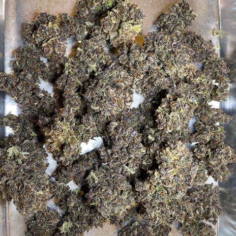 2021.06.02 - Purple Lemonade 🍋 - #1 - 42 Fast Buds growlog timeline photo