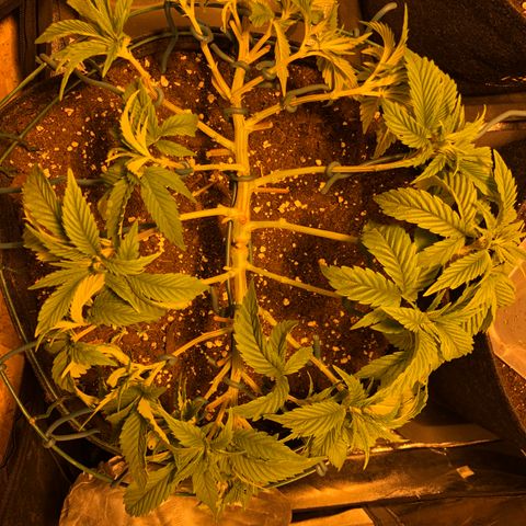 2021.05.17 Purple Queen - #2 - RQS growlog photo: Mainlining + defoliation