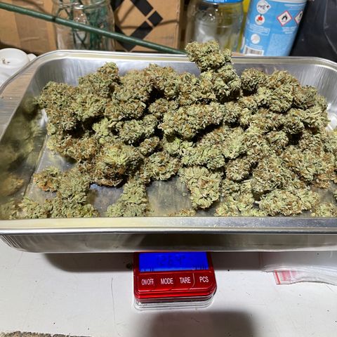 2021.05.17 OG Kush - #2 - RQS growlog timeline photo