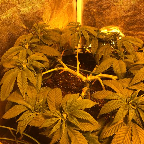 2021.05.17 OG Kush - #2 - RQS growlog timeline photo