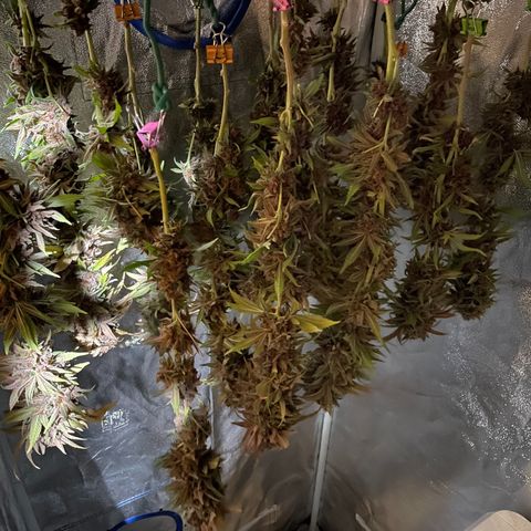 2021.05.17 OG Kush - #2 - RQS growlog timeline photo