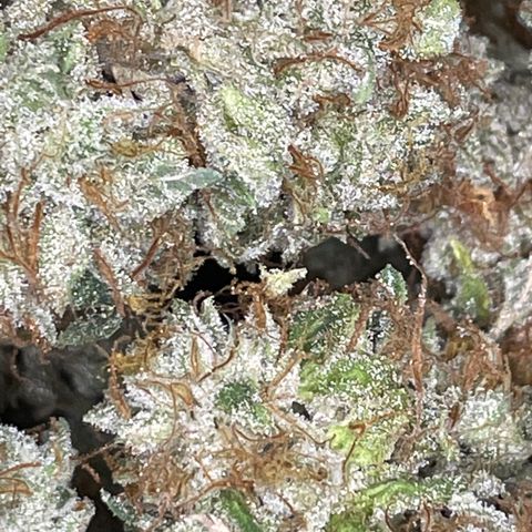 2021.05.17 OG Kush - #2 - RQS growlog timeline photo