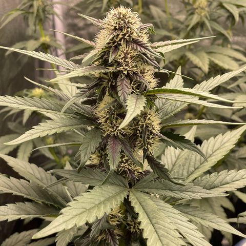 Purple Punch 🥊 2 - #1 - 42 Fast Buds growlog timeline photo