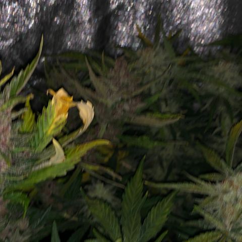 Blackberry - #1 - 42 Fast Buds growlog timeline photo