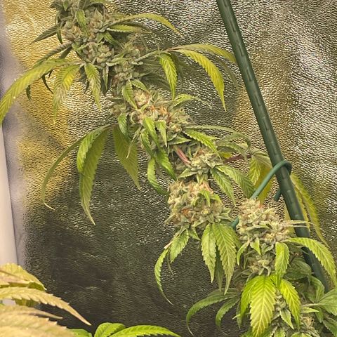 2021.05.17 OG Kush - #2 - RQS growlog timeline photo
