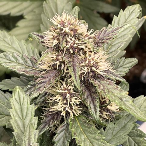 Purple Punch 🥊 2 - #1 - 42 Fast Buds growlog timeline photo