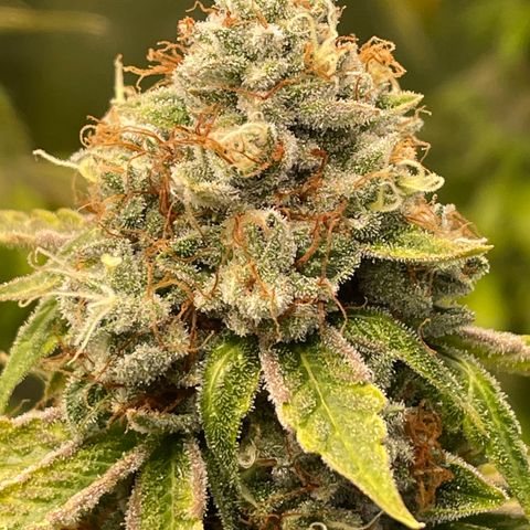 2021.05.17 OG Kush - #2 - RQS growlog timeline photo