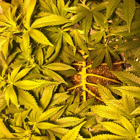 2021.05.17 Purple Queen - #2 - RQS growlog timeline photo
