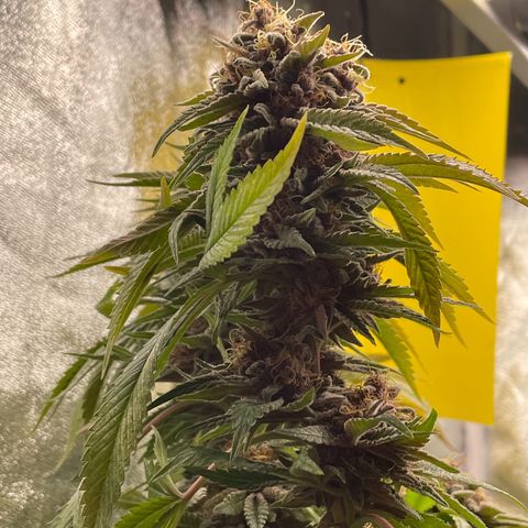2021.05.17 Purple Queen - #2 - RQS growlog timeline photo