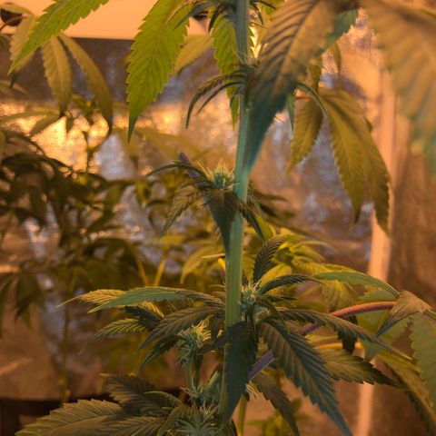 2021.05.17 OG Kush - #2 - RQS growlog photo: Avant/après défoliation